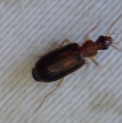 Dromius