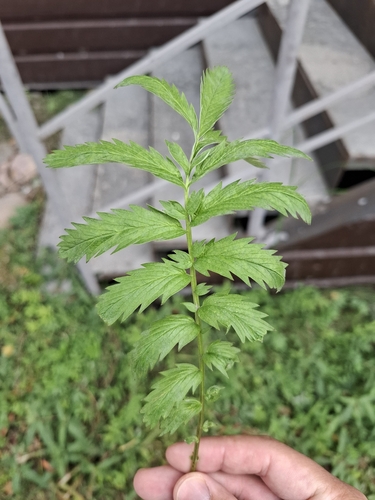 common silverweed