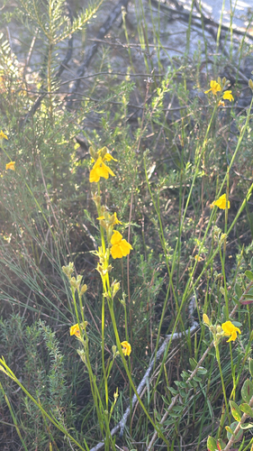 Goodenia stelligera observed 2026-09-06