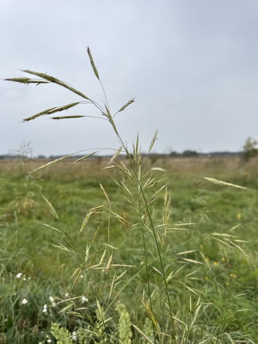Bromus riparius, photograph 1