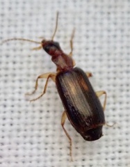 Dromius