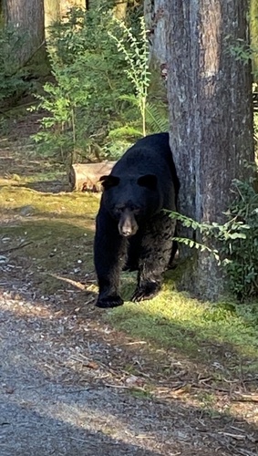 Black Bear sighting near Lower Seymour Conservation Reserve