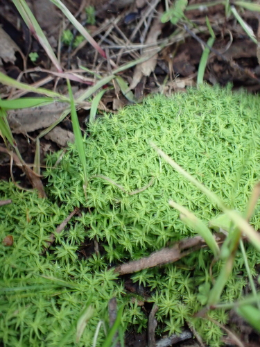 Pseudocrossidium crinitum