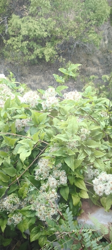 Old man's beard