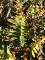 Polypodium scouleri