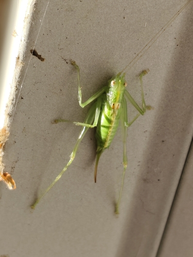 Southern Oak Bush-cricket