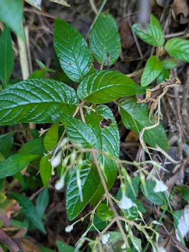 Paraboea swinhoei, photograph 2