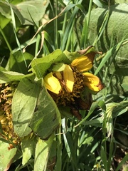 Wyethia glabra