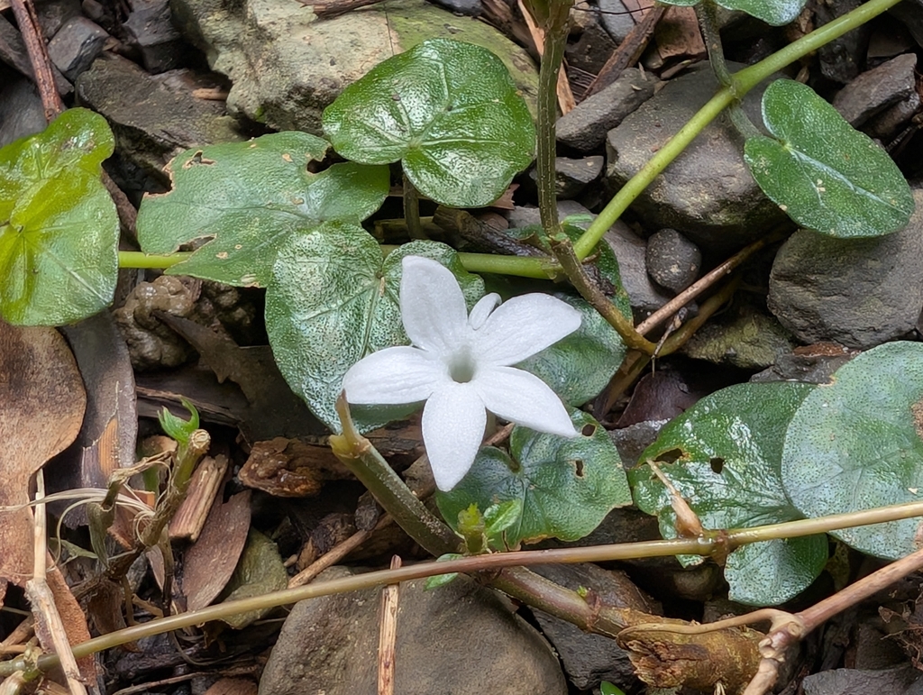 Geophila herbacea; photograph (c) Francisca Wu, some rights reserved (CC BY)