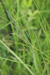 Eragrostis planiculmis