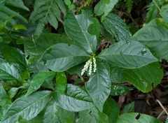 Chloranthus oldhamii