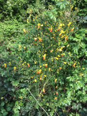 Cytisus scoparius andreanus