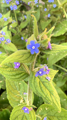 Pentaglottis sempervirens