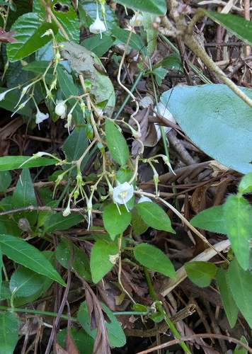 Paraboea swinhoei