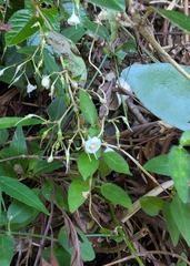 Paraboea swinhoei