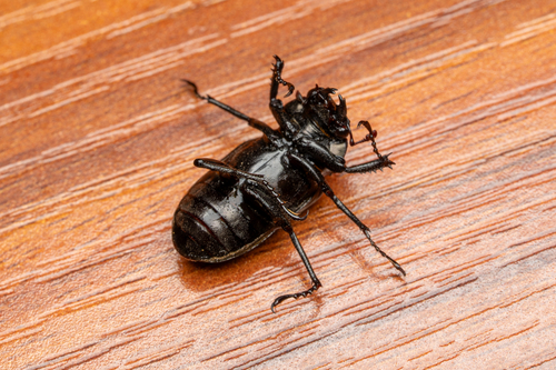 Prismognathus davidis davidis