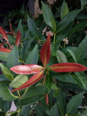 Syzygium myrtifolium