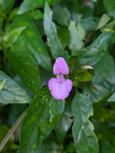 Dicliptera tinctoria