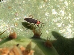 Hesperolabops gelastops