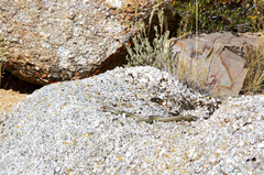 Masticophis taeniatus taeniatus