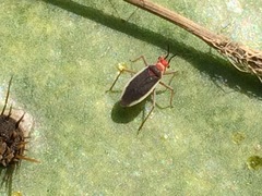 Hesperolabops gelastops