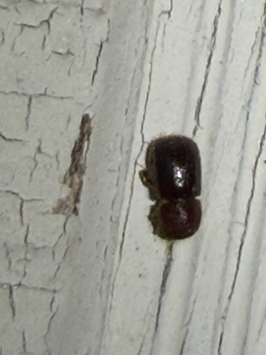Xylosandrus crassiusculus, 2026-09-05