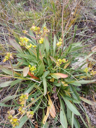 Patrinia sibirica, photograph 1