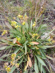 Patrinia sibirica