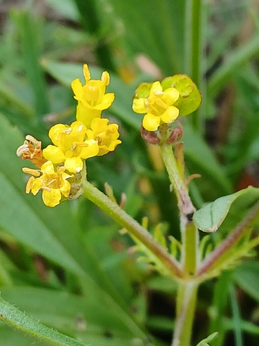 Patrinia sibirica, photograph 2