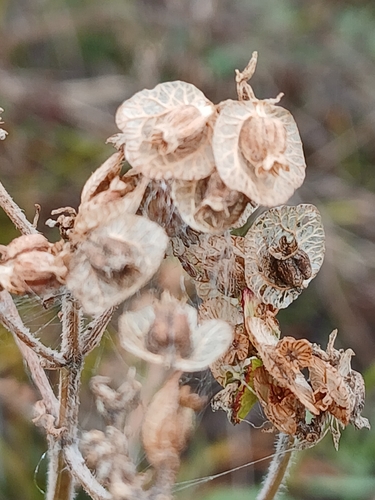 Patrinia sibirica, photograph 3