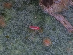 Hesperolabops gelastops