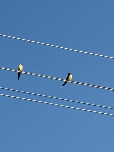 European Red-rumped Swallow
