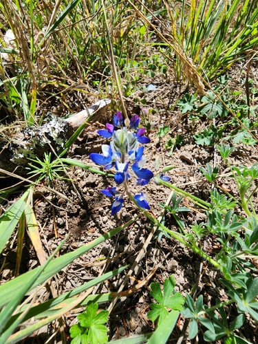 Lupinus nanus observed 2026-09-05