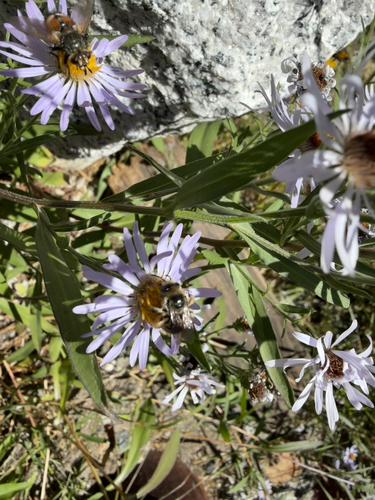 iNaturalist observation photo of Apine Bees