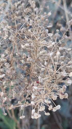 Heart-podded Hoary Cress