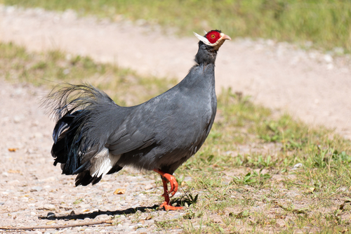 Blue Eared-Pheasant