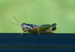 Phaedrotettix