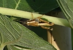 Phaedrotettix