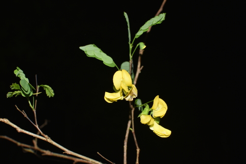 Diphysa americana observed 2026-03-29