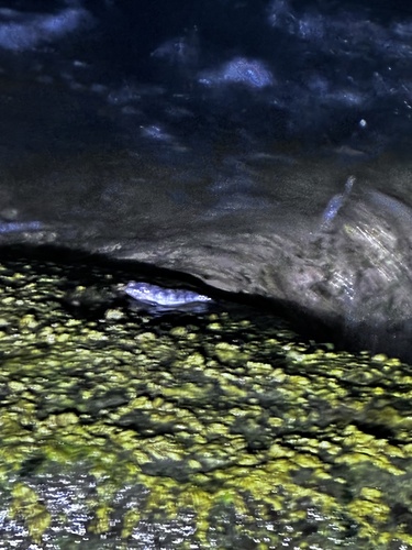 Entomacrodus marmoratus observed 2026-09-05