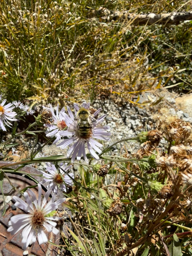 iNaturalist observation photo of Bumble Bees