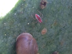 Hesperolabops gelastops