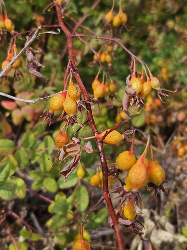 Rosa pisocarpa, photograph 3
