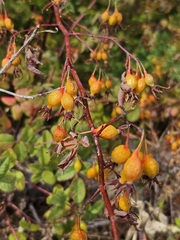 (c) Tser, some rights reserved (CC BY) Rosa pisocarpa, photograph (c) Tser, some rights reserved (CC BY)