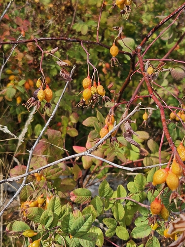 Rosa pisocarpa, photograph 4