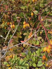 (c) Tser, some rights reserved (CC BY) Rosa pisocarpa, photograph (c) Tser, some rights reserved (CC BY)