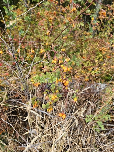 Rosa pisocarpa, photograph 5