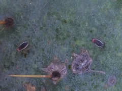 Hesperolabops gelastops