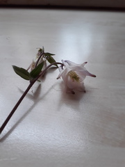 Aquilegia vulgaris