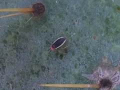 Hesperolabops gelastops